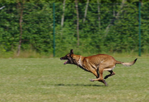 Belgian Malinois– Fun Facts and Crate Size