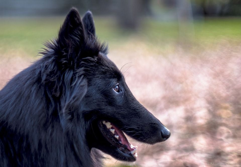 Belgian Sheepdog – Fun Facts and Crate Size