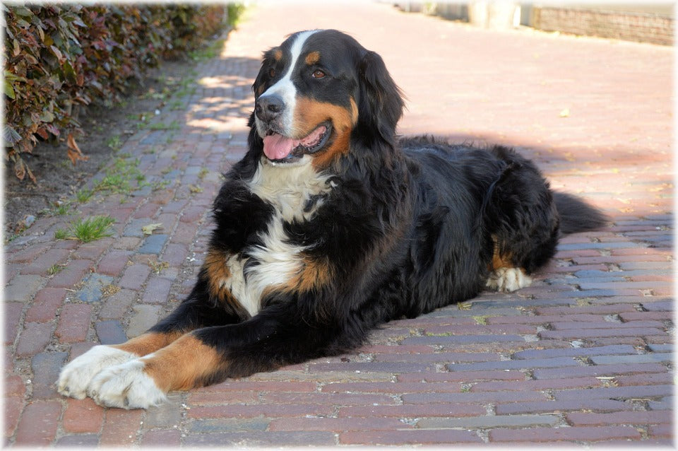 Bernese Mountain Dogs – Fun Facts and Crate Size