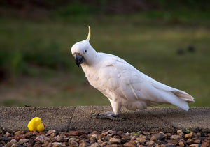 The Best Bird Toys Your Feathered Friends Will Love!