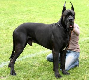 The Best Dog Crates for Great Danes