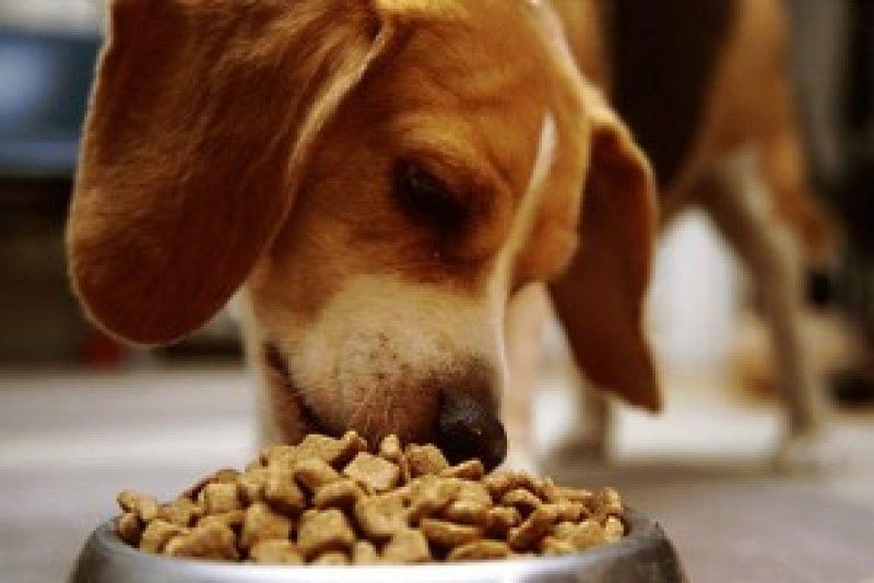 Top 24 Best Dry Dog Foods