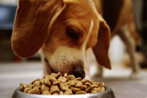 Top 24 Best Dry Dog Foods