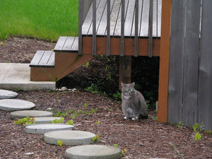 Cat Playhouses: What Are the Best Ones to Purchase?