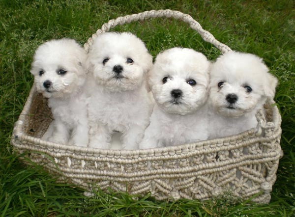 Bichon Frise – Fun Facts and Crate Size