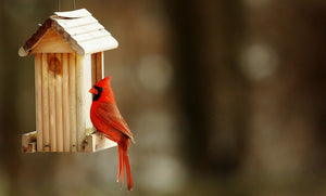 Polly Want a Cracker? A Look at the Best Types of Bird Food
