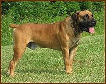 Boerboel - Fun Facts and Crate Size