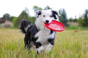 Border Collie- Fun Facts and Crate Size