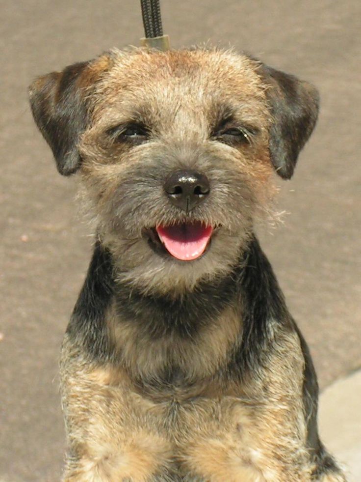 Border Terrier – Fun Facts and Crate Size