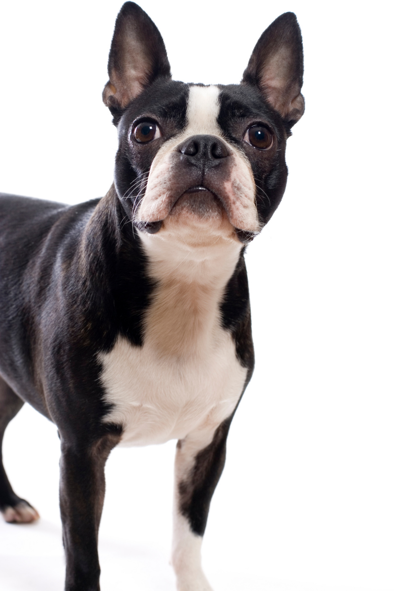 Boston Terrier – Fun Facts and Crate Size – Pet Crates Direct