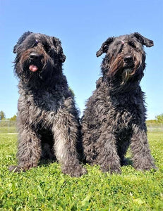 Bouvier Des Flandres – Fun Facts and Crate Size