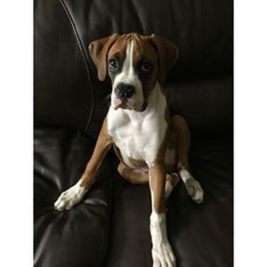Boxers - Fun Facts and Crate Size