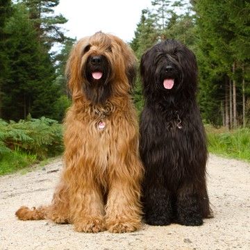 Briard – Fun Facts and Crate Size