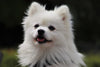 How To Brush Dog Fur Properly: A Guide