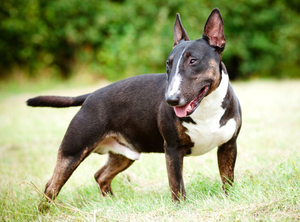 Bull Terrier – Fun Facts and Crate Size