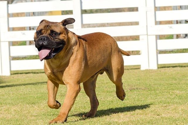 Bullmastiff – Fun Facts and Crate Size