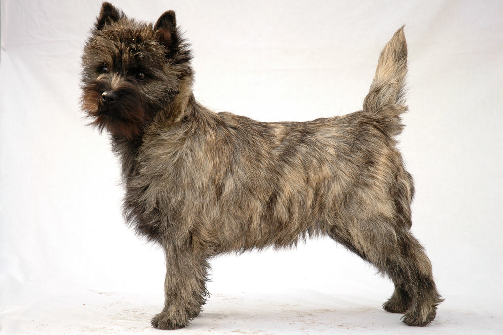 Cairn Terrier – Fun Facts and Crate Size
