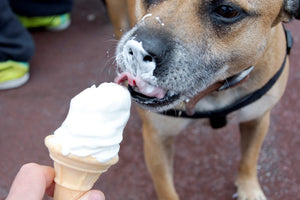 Can My Dog Eat...