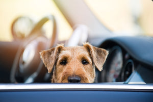 How to Treat Car Anxiety in Dogs