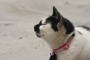 Top 6 Benefits of Getting a Cat Collar