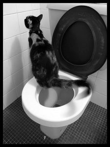 4 Ways to Get Cat Pee Out of a Mattress