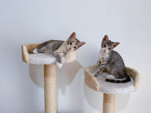 5 Tips for Choosing an Indoor Cat Playground for Your Pet