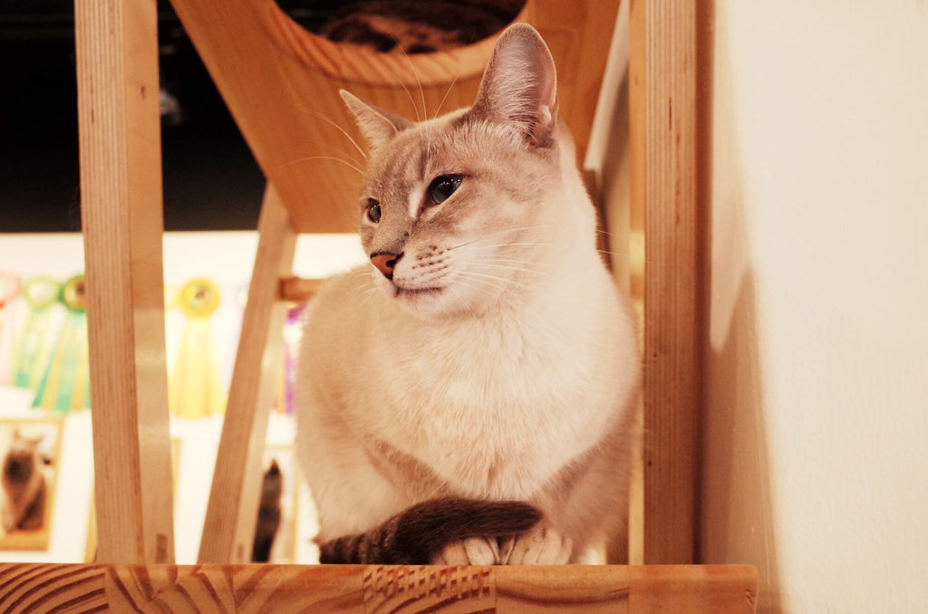 Top 5 Reasons Why You Should Invest in a Cat Scratch Board
