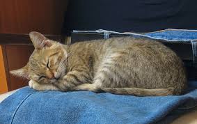 How Much Do Cats Sleep