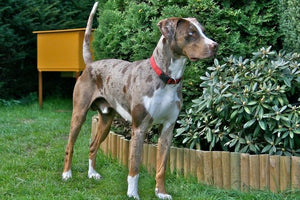 Catahoula Leopard Dog - Fun Facts and Crate Size