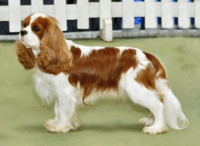 Cavalier King Charles Spaniel – Fun Facts and Crate Size