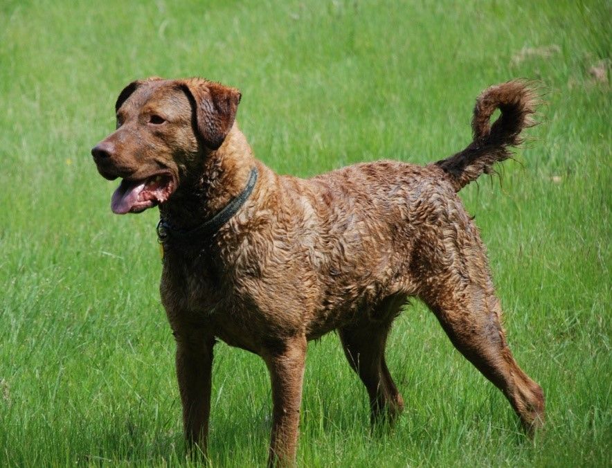 Chesapeake Bay Retriever - Fun Facts and Crate Size