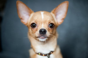 Chihuahuas – Fun Facts and Crate Size