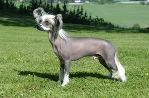Chinese Crested – Fun Facts and Crate Size