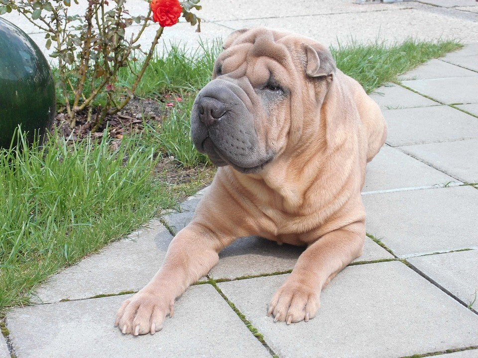 Chinese SharPei Fun Facts and Crate Size Pet Crates Direct