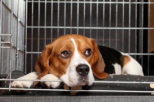Buyer's Guide: Choosing a Reliable XL Wire Dog Crate