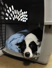 Choosing the Best Pet Crate for Your Vehicle