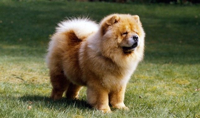 Chow-Chow - Fun Facts and Crate Size