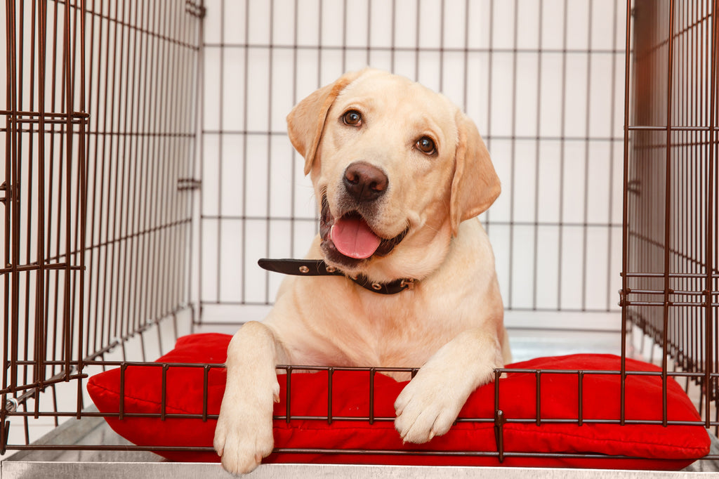 The Complete Guide to Cleaning Dog Crates: Everything to Know