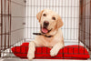 The Complete Guide to Cleaning Dog Crates: Everything to Know