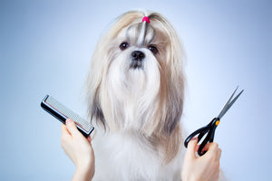 The Big Question: How Often to Clip Dog’s Nails