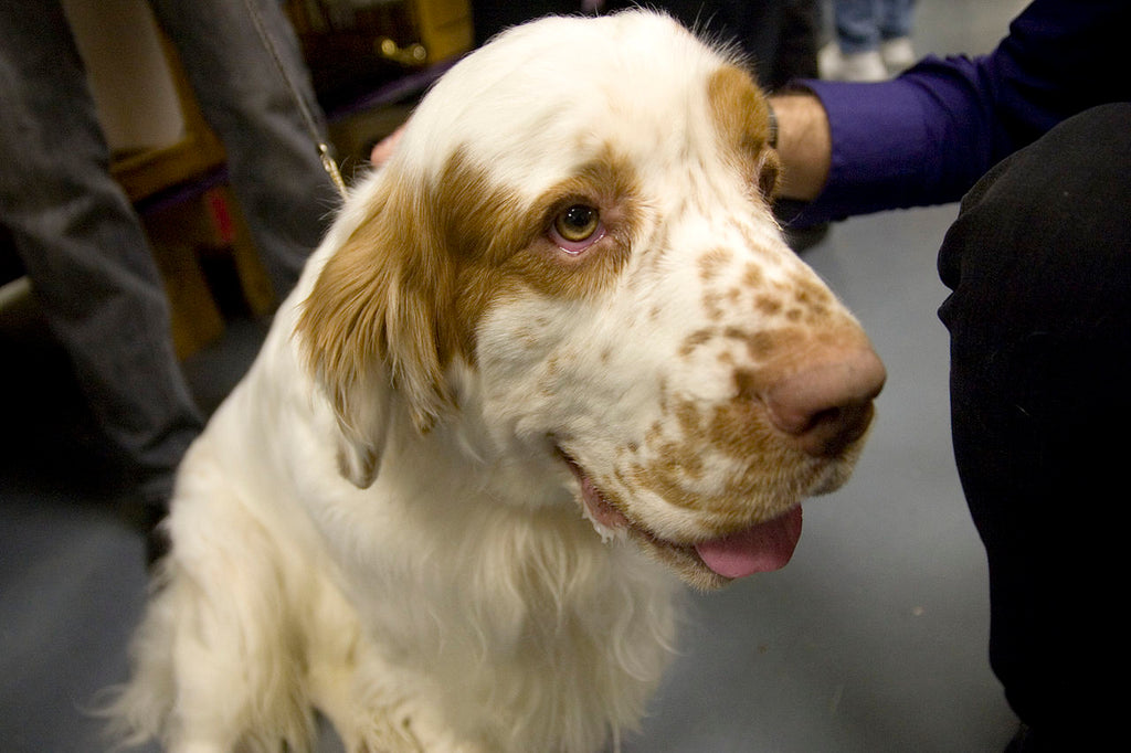 Clumber Spaniel – Fun Facts and Crate Size