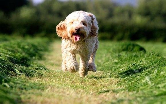 Cockapoo - Fun Facts and Crate Size – Pet Crates Direct