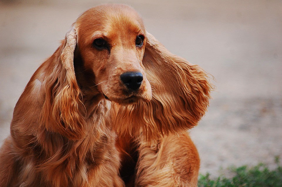 Cocker Spaniel – Fun Facts and Crate Size
