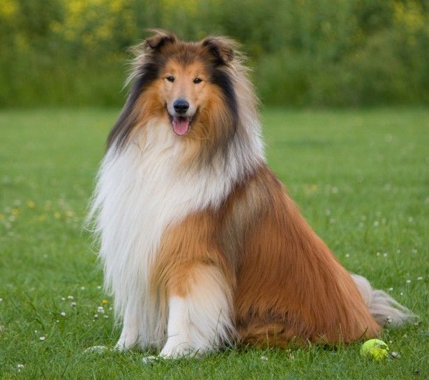 Collie – Fun Facts and Crate