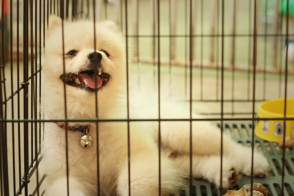 A Pet Parent's Guide to Crate Training