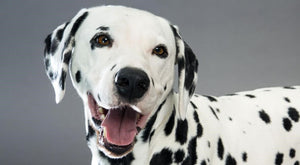 Dalmatian - Fun Facts and Crate Size