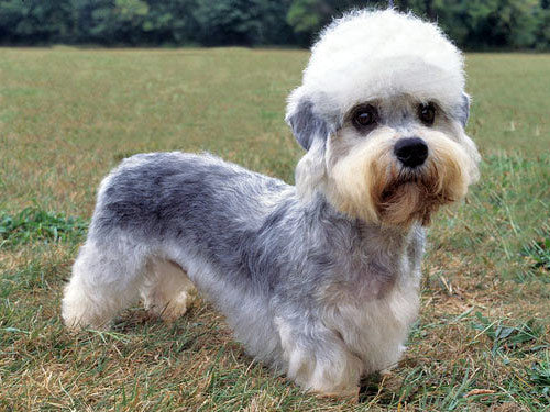 Dandie Dinmont Terrier - Fun Facts and Crate Size