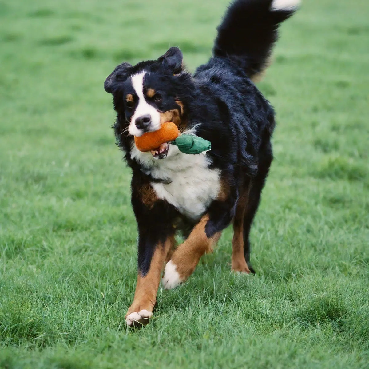 Picture of What Are the Best Products for Bernese Mountain Dogs? – Pet Crates Direct
