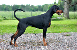 Doberman Pinscher – Fun Facts and Crate Size