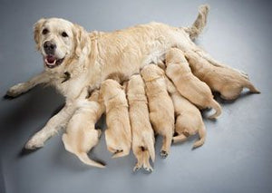 Your Helpful Guide to Dog Mating